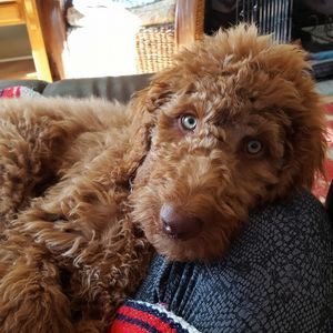 Meet your Posher, Becky